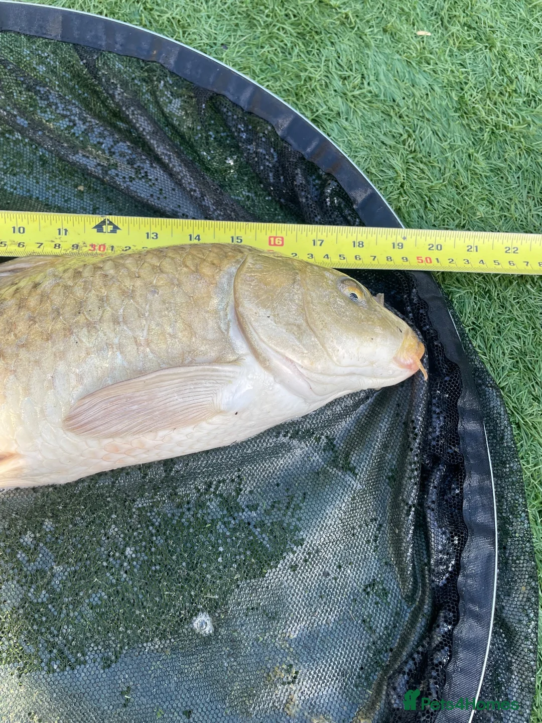 Koi Carp fish for sale: Carp koi 40cm others 58-60cm+ ready to go  - Advert 2