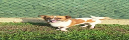 Mixed Breed dogs for adoption: Meatball for adoption - Advert 9