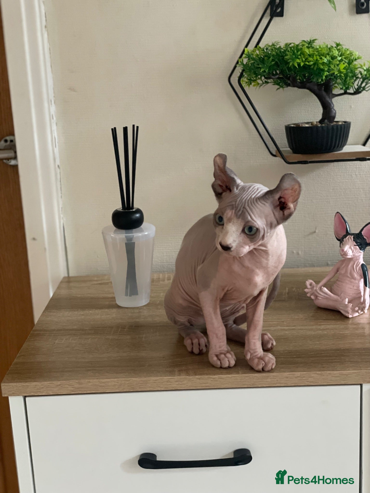 Sphynx cats     Exceptional Sphynx Kittens  - Advert 6