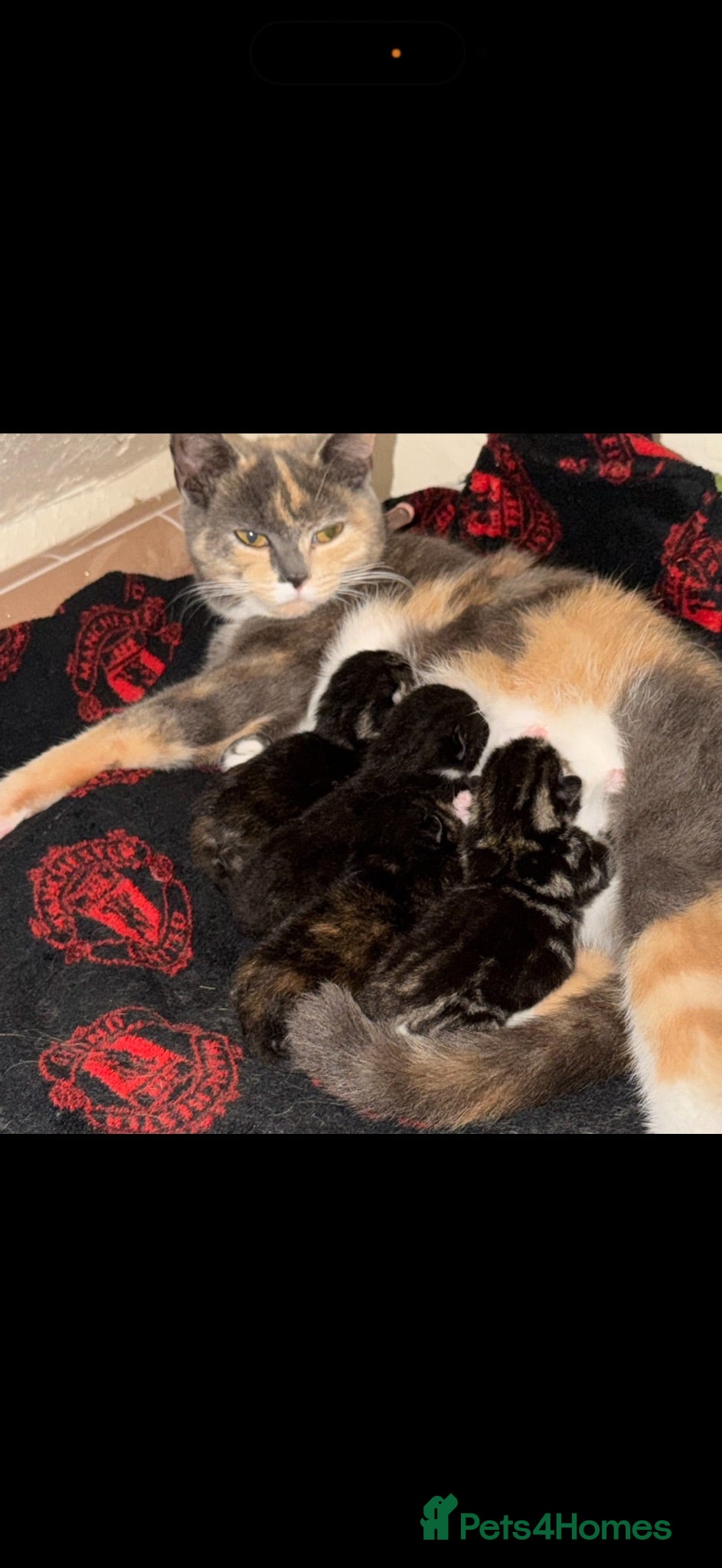 Mixed Breed cats Kittens for sale  - Advert 1