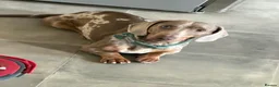 Mixed Breed dogs for sale: 5 beautiful daxipoos for sale  - Advert 4
