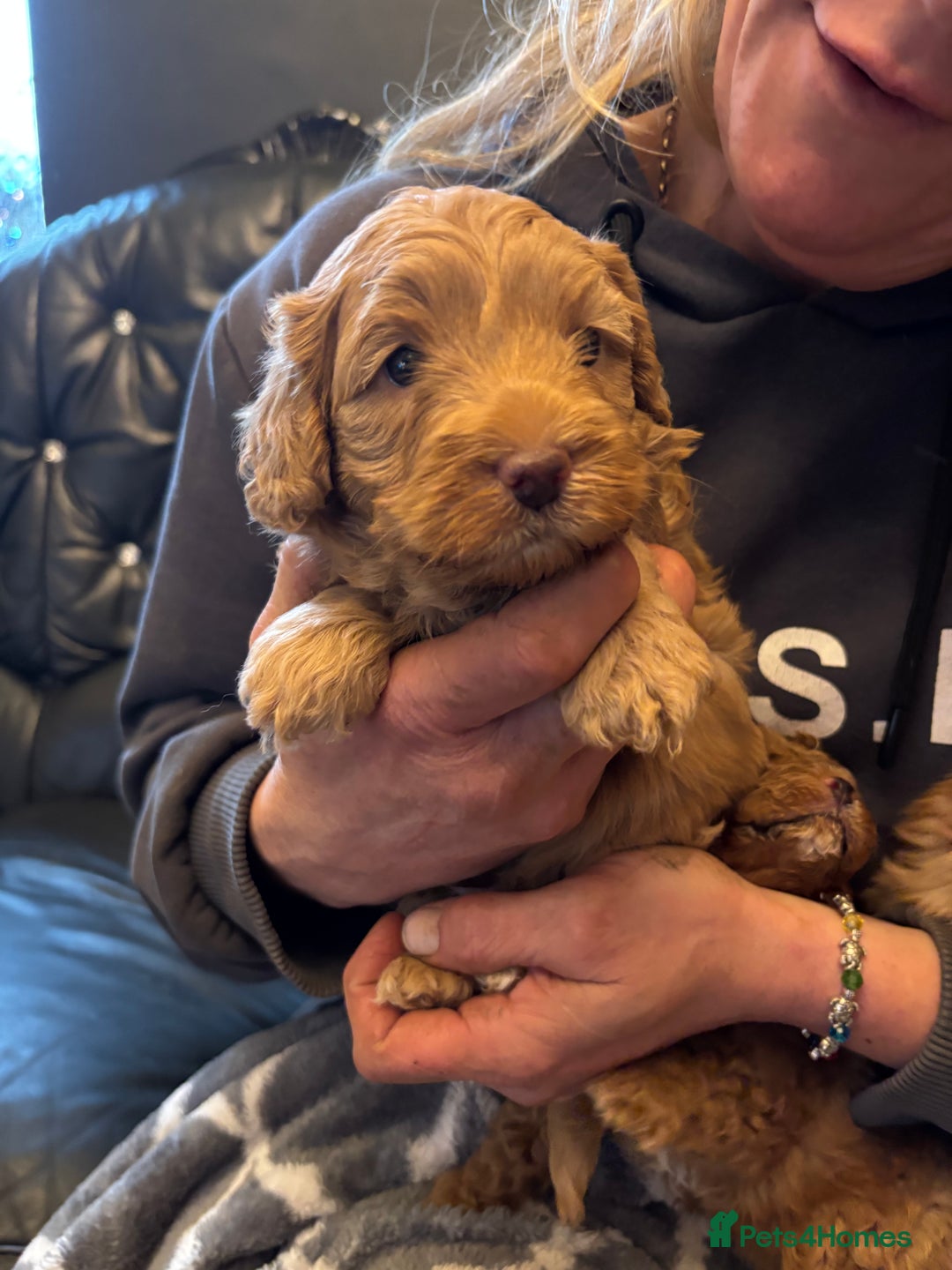 Cavapoo dogs for sale: Beautiful F1B cavapoo puppies - Advert 8