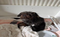 Griffon Bruxellois dogs for sale: Rough coated Brussels Griffon cross  - Image 4