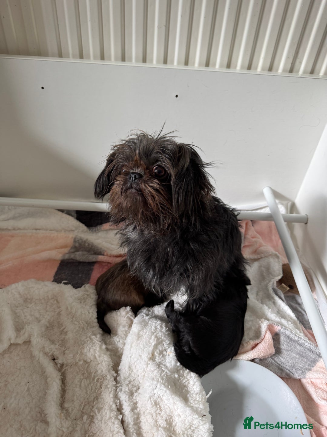 Griffon Bruxellois dogs for sale: Rough coated Brussels Griffon cross  - Image 4
