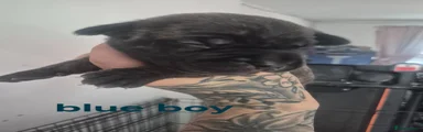 Blue Boy