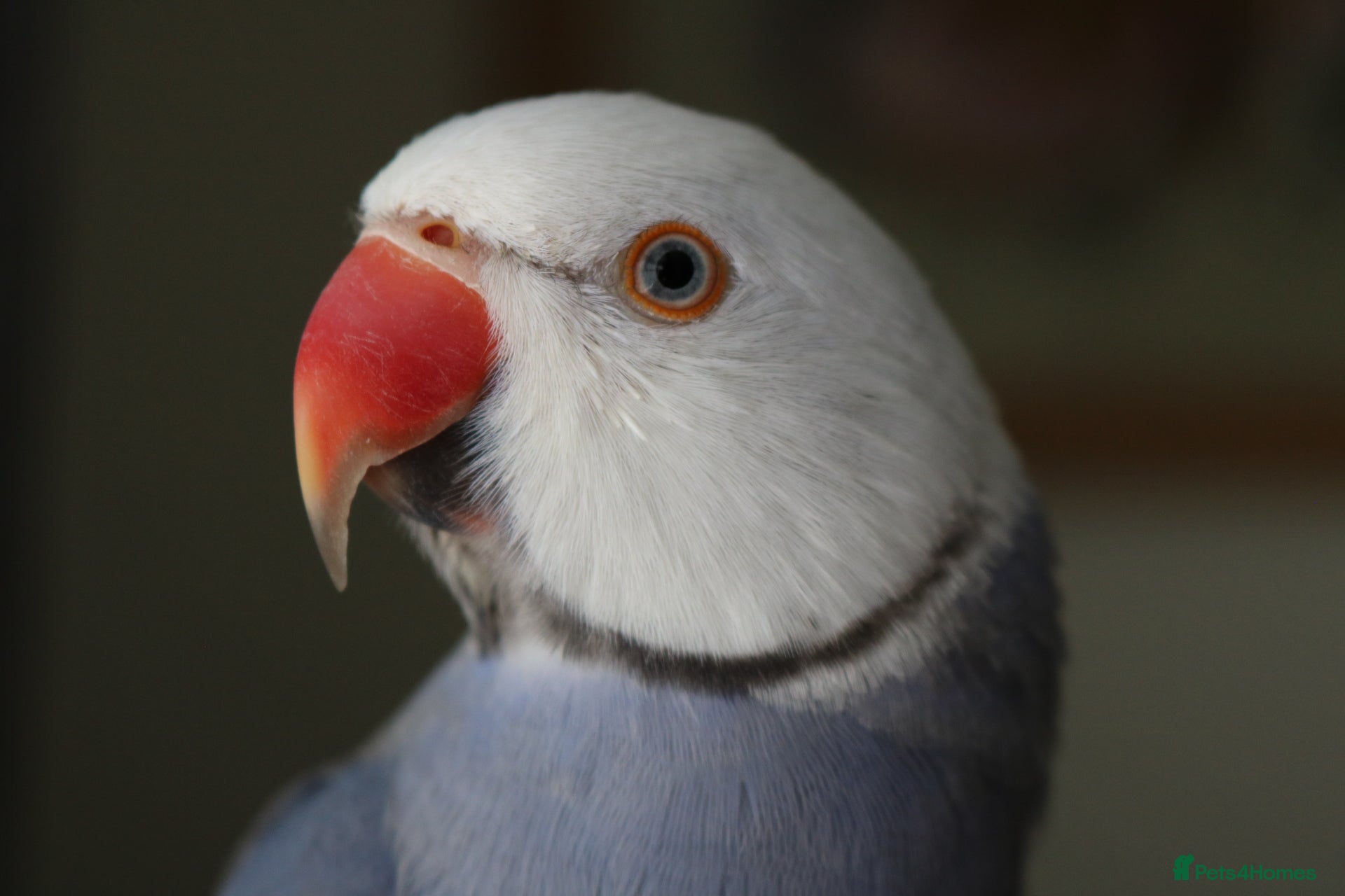 Ringnecks birds Male Violet Cleartail Ringneck - Advert 2