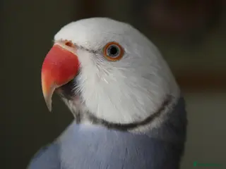 Ringnecks birds Male Violet Cleartail Ringneck - Advert 2