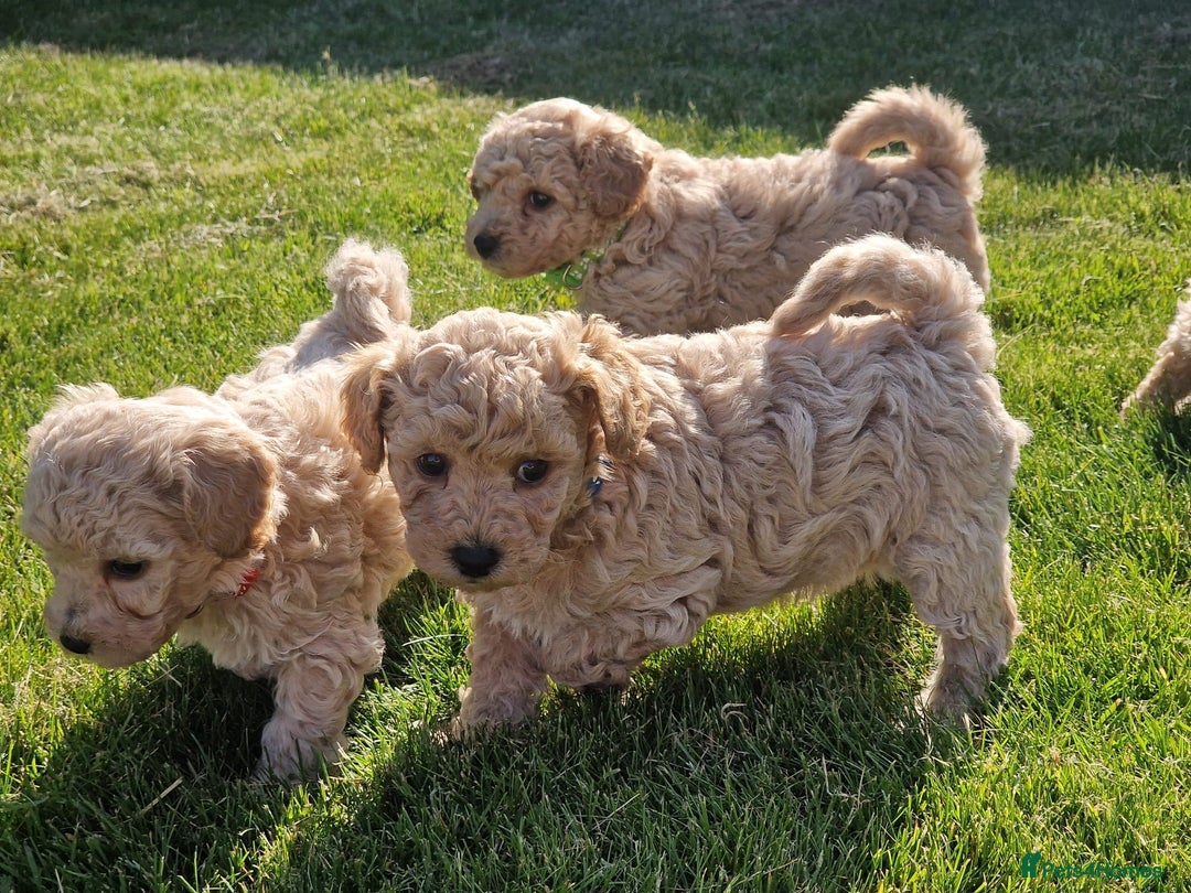 Poochon dogs for sale: Beautiful Poochon Puppies  in Carmarthen - Image 11