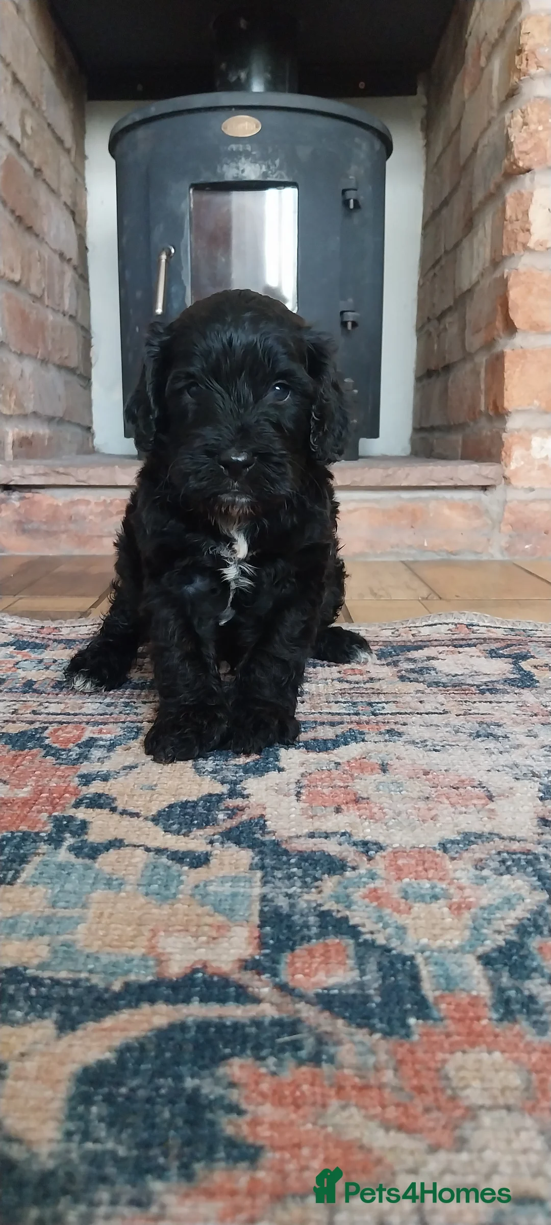 Miniature Poodle dogs for stud: DWKC  merle miniature poodle. Fully health tested  in Walsall - Advert 26