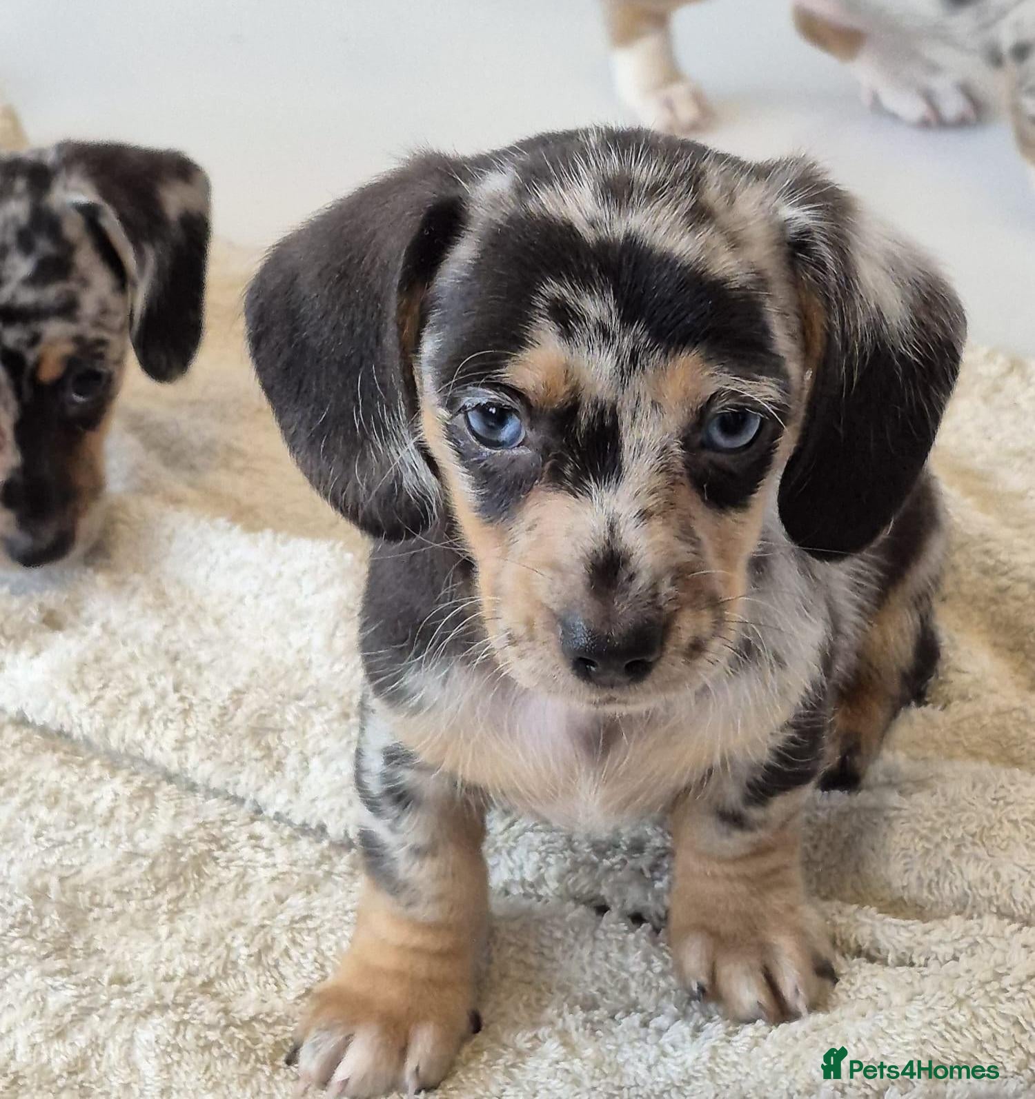 Dachshund dogs Adorable puppies looking for new home - Advert 2