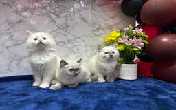 Ragdoll cats for sale: TICA Registered Magnificent Ragdoll kittens  - Image 2