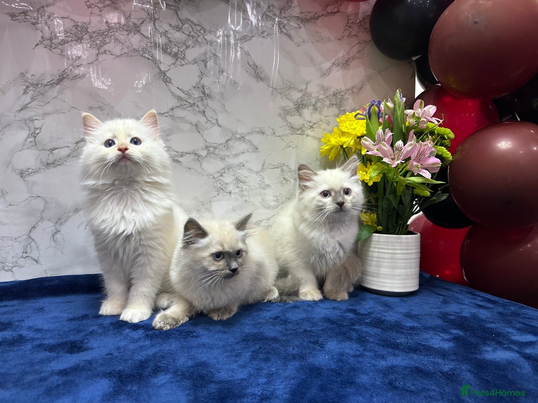 Ragdoll cats for sale: TICA Registered Magnificent Ragdoll kittens  - Image 2