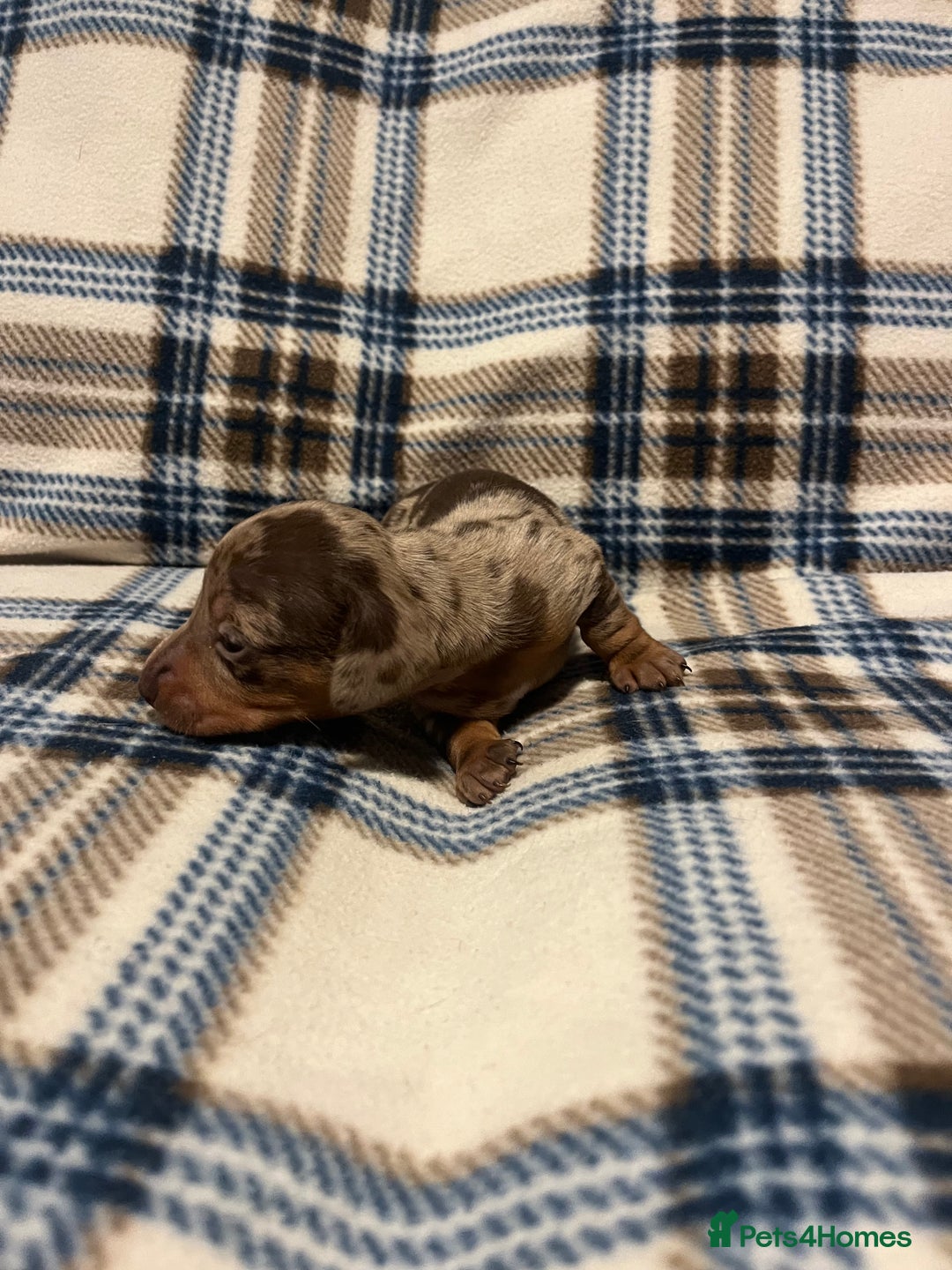 Miniature Dachshund dogs for sale:  Miniature Daschunds . Ready 23rd/24th December  - Advert 2