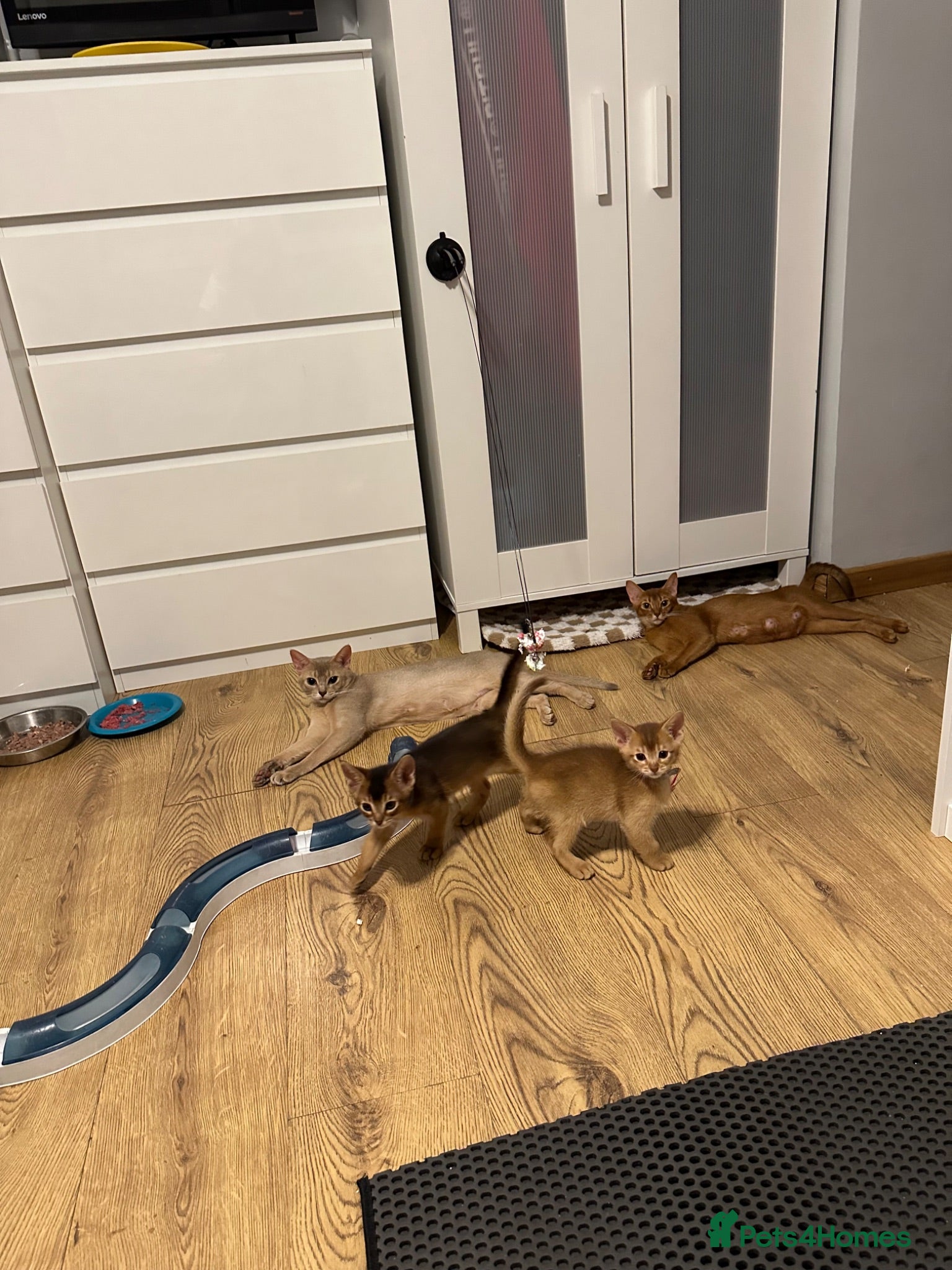 Abyssinian cats Abyssinian kittens  - Advert 2
