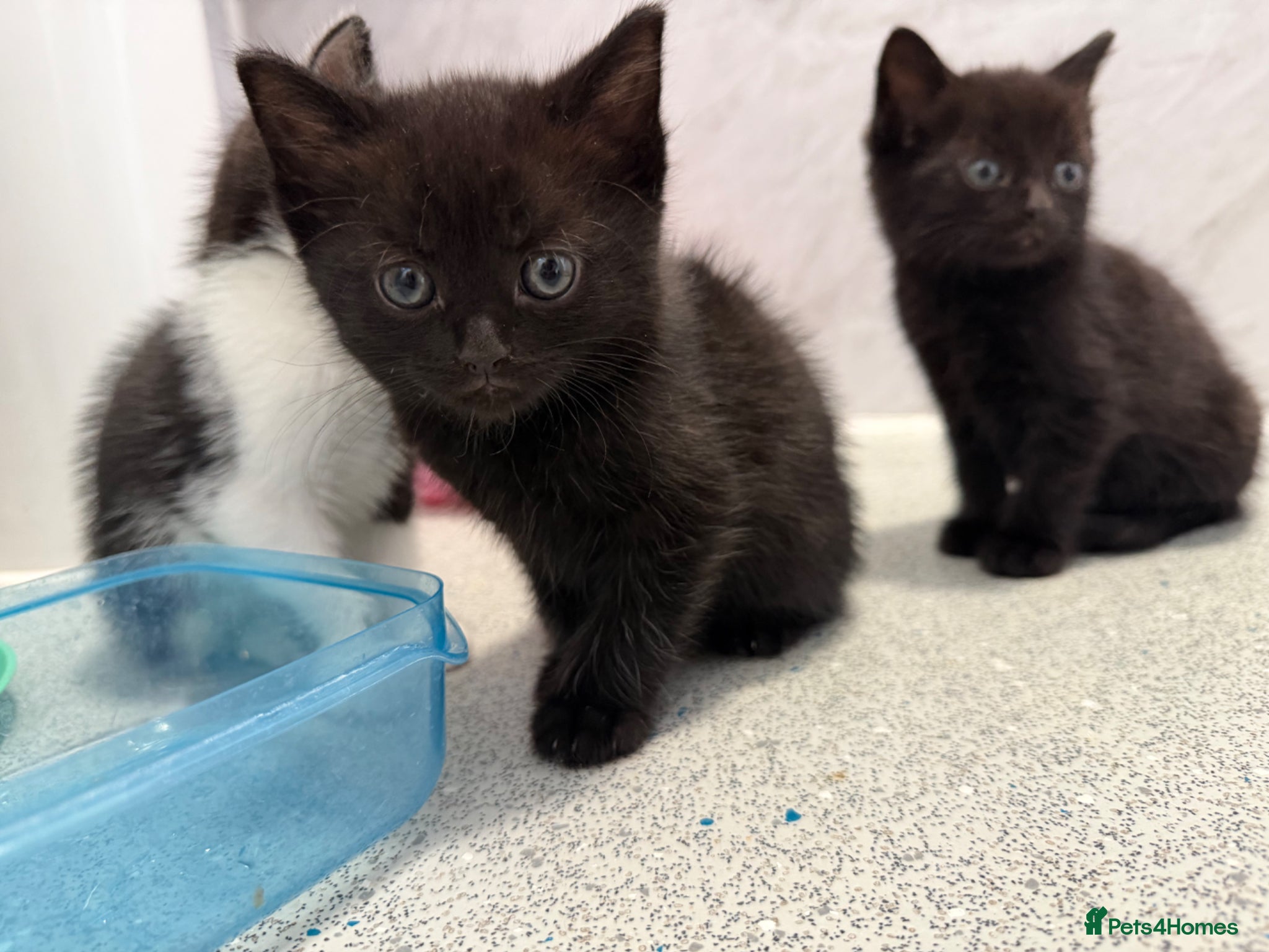 Mixed Breed cats for sale: Male Kittens  - Advert 4