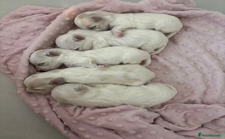 Maltese dogs - Advert 8