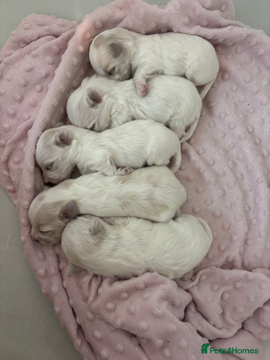 Maltese dogs for sale: Beautiful Maltese puppies for sale - Image 1