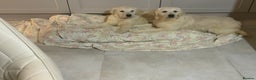 Golden Retriever dogs for sale: Golden Retrievers -Goadream kc  - Advert 3