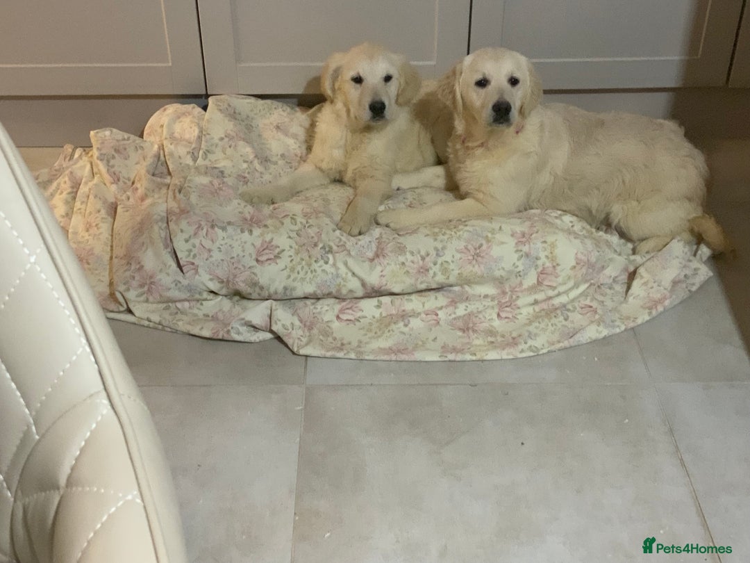 Golden Retriever dogs for sale: Golden Retrievers -Goadream kc  - Advert 3