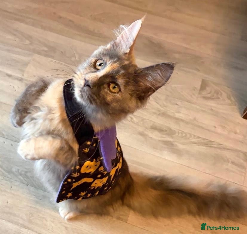 Maine Coon cats Reduced XL TICA Maine Coon Kitten active possible  - Advert 2