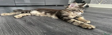 Miss Saffron (Red) - Brown White Tabby 