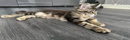 Maine Coon cats for sale: XXL Maine Coons Kittens Champion Sired  - Advert 10