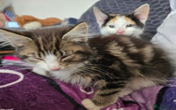 Mixed Breed cats for sale: 3 beautiful kittens - Image 5