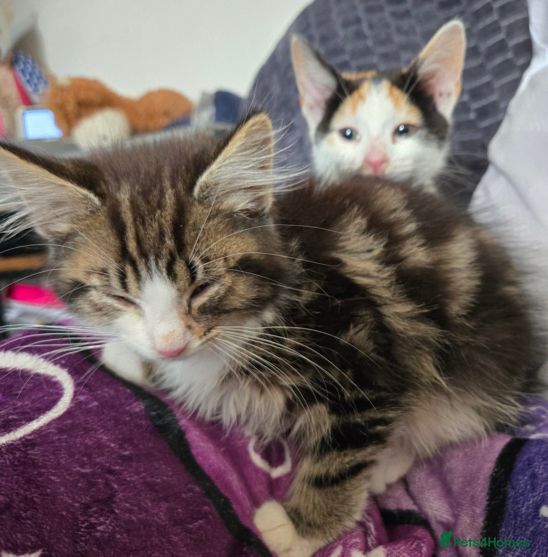 Mixed Breed cats for sale: 3 beautiful kittens - Image 5