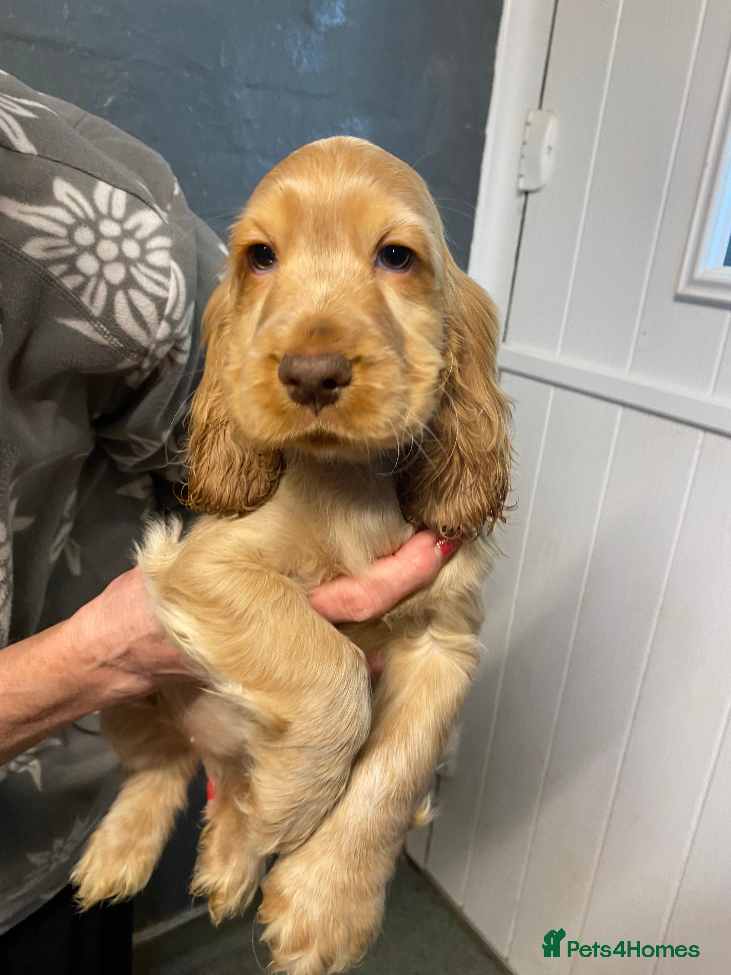 Cocker Spaniel dogs Cocker Spaniel Puppies For Sale - Advert 9