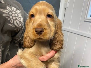 Cocker Spaniel dogs Cocker Spaniel Puppies For Sale - Advert 9