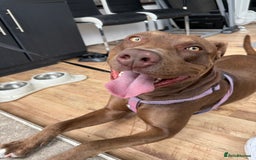 Mixed Breed dogs for sale: Mixed breed almost 1 year old  - Image 1