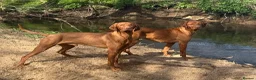 Hungarian Vizsla dogs for sale: Hungarian Vizsla expected litter June 2026 in Richmond - Advert 8