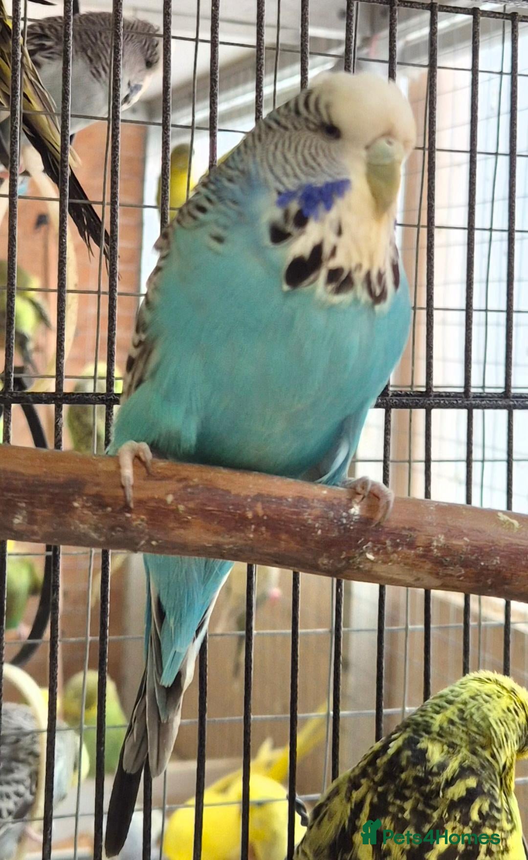 Budgerigars birds BIrds for Breeders  - Advert 1