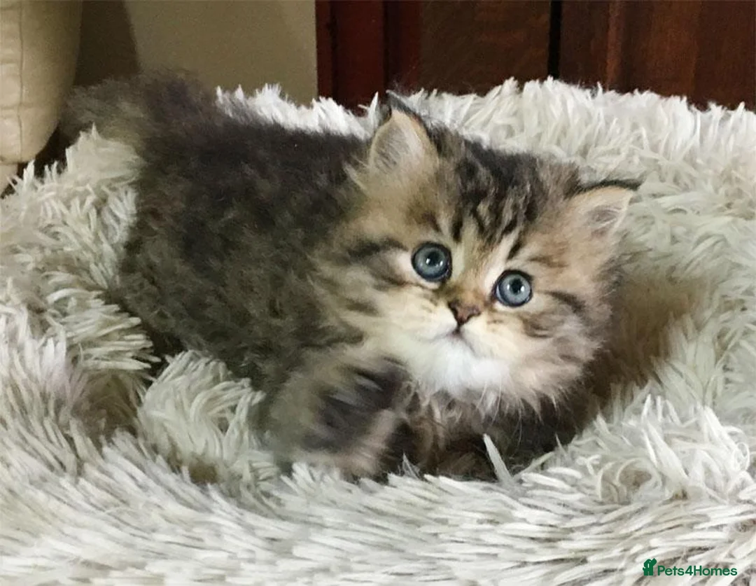 Persian cats for sale: Lovely persian kittens in Burton-on-Trent - Advert 2