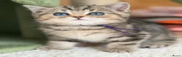 British Longhair cats for sale: British short/longhair odd/blue eyed kittens  - Advert 22
