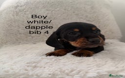 Mixed Breed dogs for sale: Docker dachshund ** paniel puppies  - Image 13
