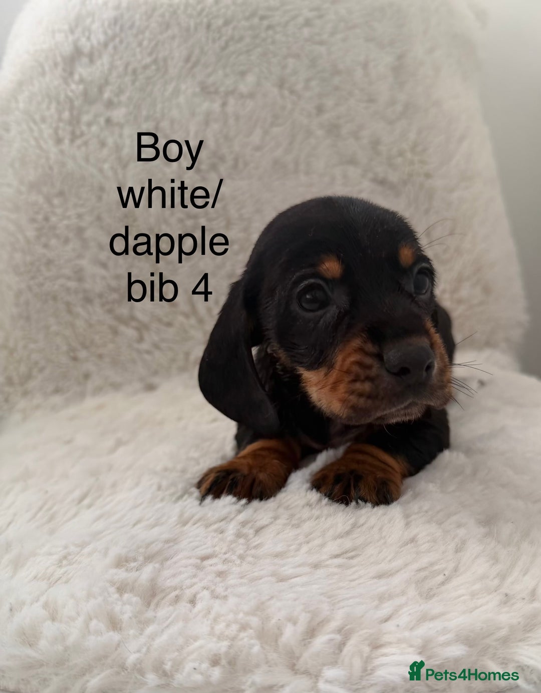 Mixed Breed dogs for sale: Docker dachshund ** paniel puppies  - Image 13