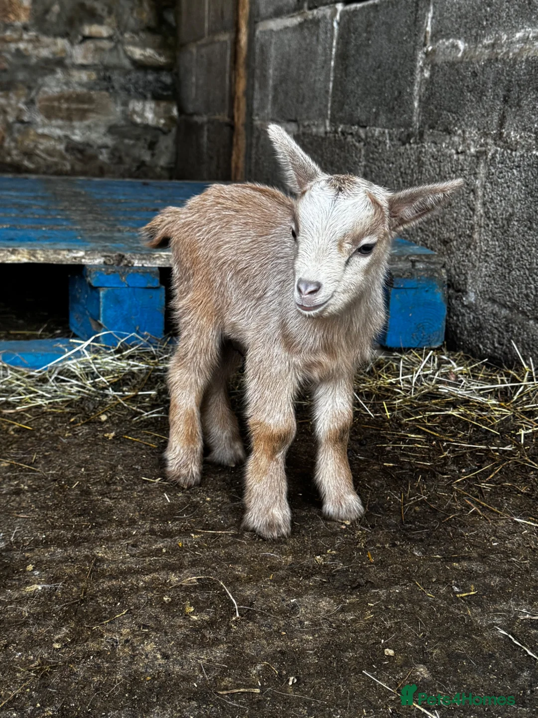 Goats livestock for sale: Baby Pygmy goats  - Advert 2