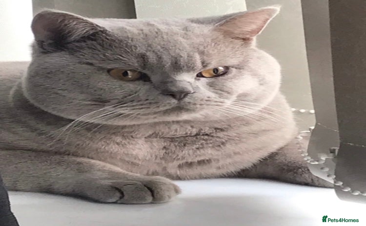 British Shorthair cats Stud service only  - Advert 1