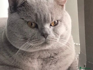 British Shorthair cats Stud service only - Advert 18