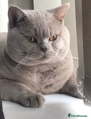 British Shorthair cats Stud service only - Advert 12
