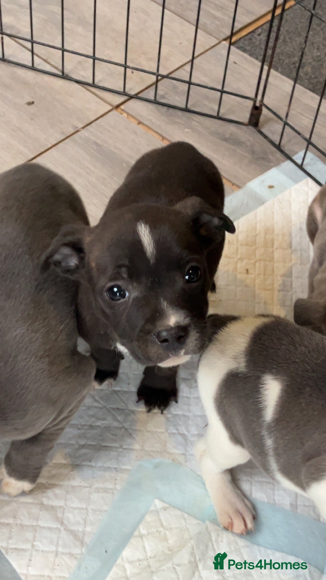 Staffordshire Bull Terrier dogs for sale: Staffordshire bull terrier pups  - Advert 7