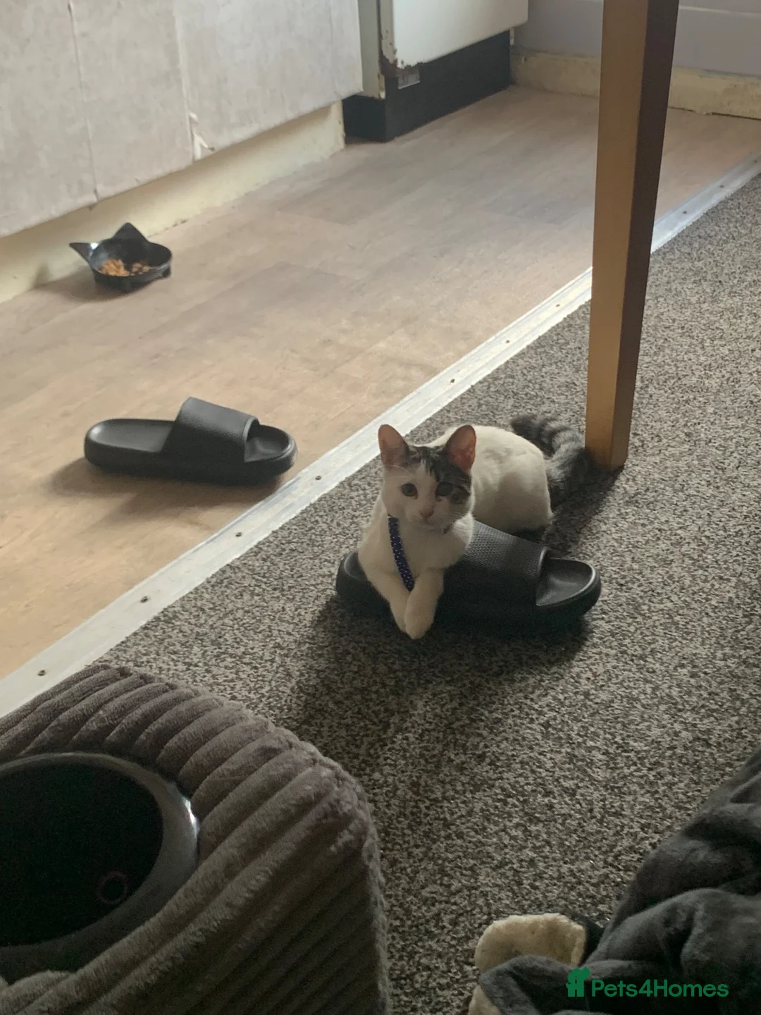 Mixed Breed cats for sale: Princess  in Bradford - Advert 2