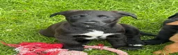 Mixed Breed dogs for sale: Irish Colliewobble puppies in Hexham - Advert 7