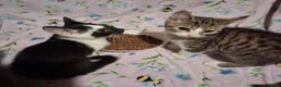 Mixed Breed cats for sale: Beautiful Kittens for sale in Mansfield - Advert 5