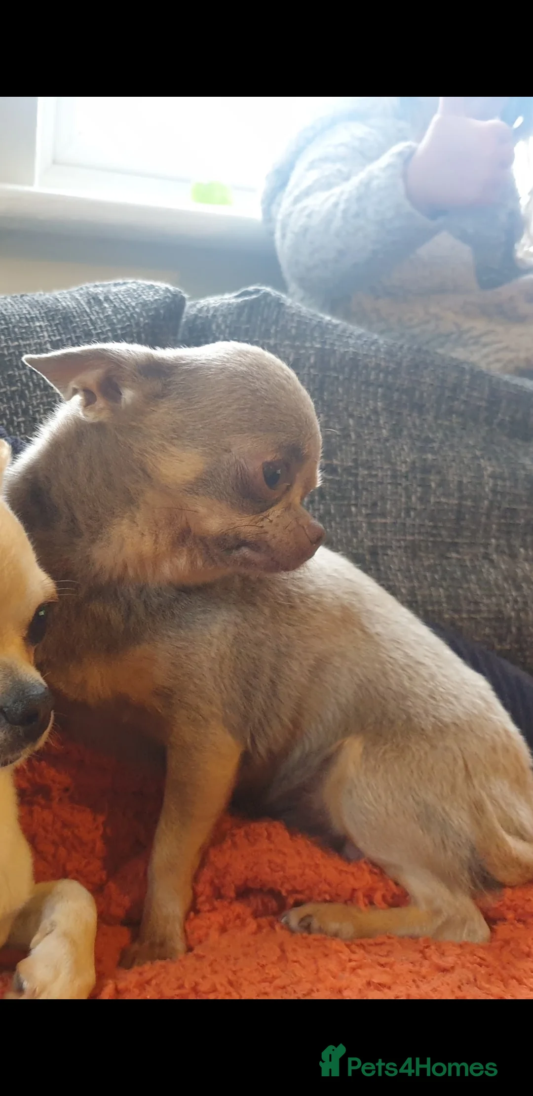 Chihuahua dogs for stud: KC 1.5KG CHIHUAHUA lilac stud! in Thirsk - Advert 5