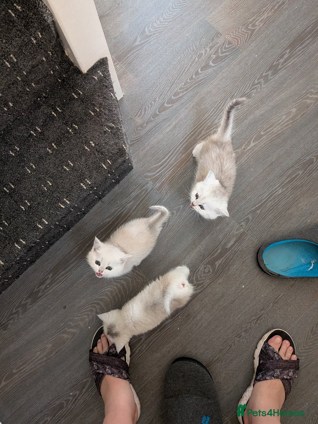 British Shorthair cats for sale: Beautiful 5 kittens  - Image 21