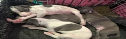 Mixed Breed dogs for sale: 8 stunning Italian greyhound x whippet puppies !!  - Advert 3