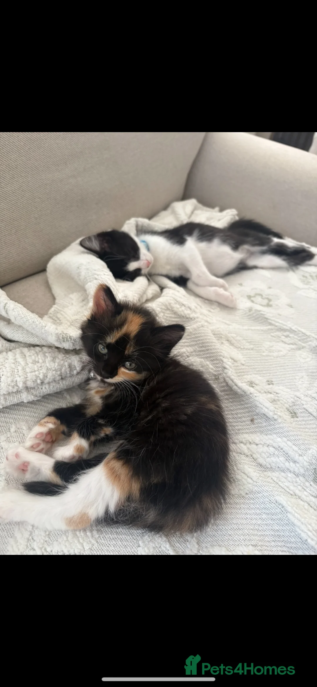 Mixed Breed cats for sale: 2 kittens 1 male, 1 female and all there things - Advert 2