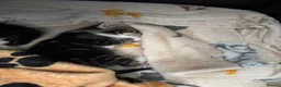 Mixed Breed cats for sale: Beautiful kittens  in Hove - Advert 5